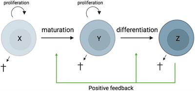 An integrative systems biology view of host-pathogen interactions: The regulation of immunity and homeostasis is concomitant, flexible, and smart